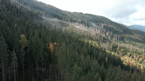 Deforestation, destruction of trees in the mountains. Vast areas of forest after Stock Footage 245438584