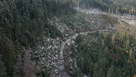 Deforestation, destruction of trees in the mountains. Vast areas of forest after Stock Footage 245439184