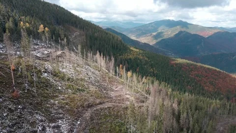 Deforestation, destruction of trees in the mountains. Vast areas of forest after Stock Footage 245439455