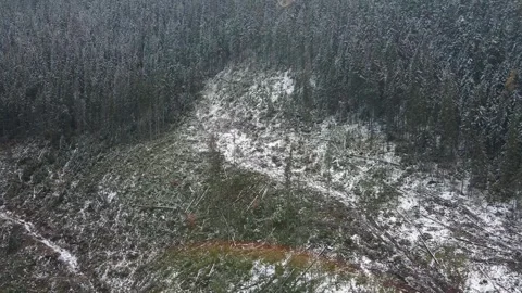 Deforestation, destruction of trees in the mountains. Vast areas of forest after Stock Footage 245440009