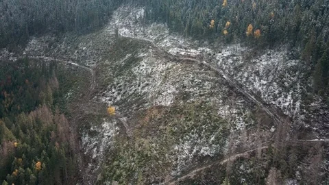 Deforestation, destruction of trees in the mountains. Vast areas of forest after Stock Footage 245440952