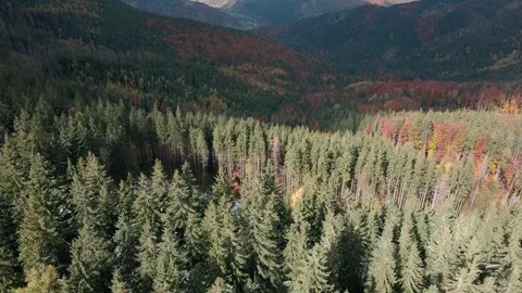 Deforestation, destruction of trees in the mountains. Vast areas of forest after Stock Footage 245804036