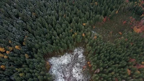 Deforestation, destruction of trees in the mountains. Vast areas of forest after Stock Footage 245820352
