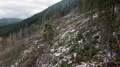 Deforestation, destruction of trees in the mountains. Vast areas of forest after Stock Footage 246057074