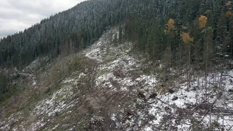 Deforestation, destruction of trees in the mountains. Vast areas of forest after Stock Footage 246057221