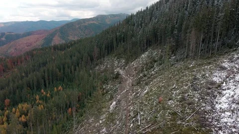 Deforestation, destruction of trees in the mountains. Vast areas of forest after Stock Footage 246057898