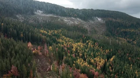 Deforestation, destruction of trees in the mountains. Vast areas of forest after Stock Footage 246306575