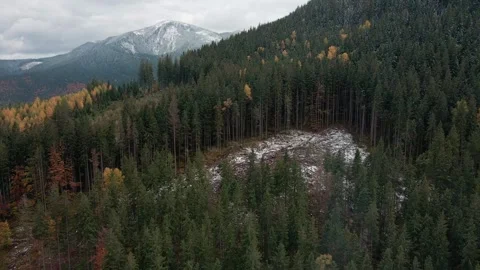 Deforestation, destruction of trees in the mountains. Vast areas of forest after Stock Footage 246556552