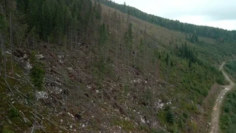 Deforestation, destruction of trees in the mountains. Vast areas of forest after Stock Footage 246557375