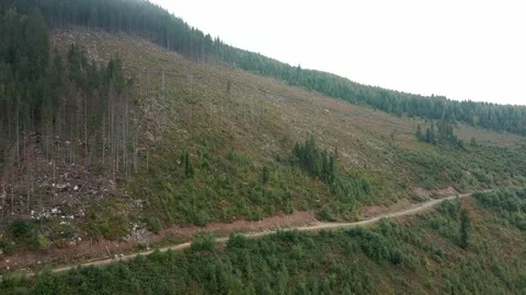 Deforestation, destruction of trees in the mountains. Vast areas of forest after Stock Footage 246557531
