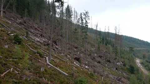 Deforestation, destruction of trees in the mountains. Vast areas of forest after Stock Footage 246557687
