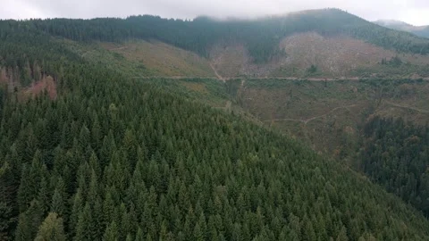Deforestation, destruction of trees in the mountains. Vast areas of forest after Stock Footage 246557923