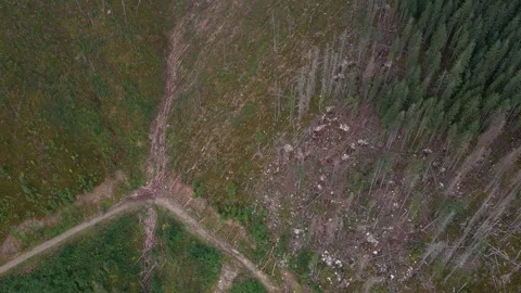 Deforestation, destruction of trees in the mountains. Vast areas of forest after Stock Footage 246558099