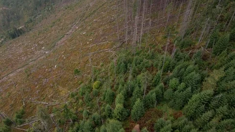Deforestation, destruction of trees in the mountains. Vast areas of forest after Stock Footage 246558252