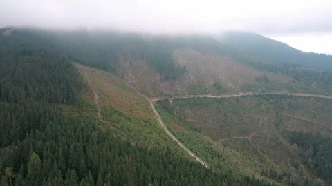 Deforestation, destruction of trees in the mountains. Vast areas of forest after Stock Footage 246558387