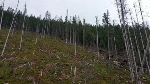 Deforestation, destruction of trees in the mountains. Vast areas of forest after Stock Footage 246558703