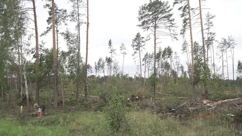 Deforestation, disaster, dying forest Stock Footage 114416967