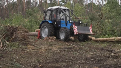 Deforestation, disaster, dying forest Stock Footage 114417008