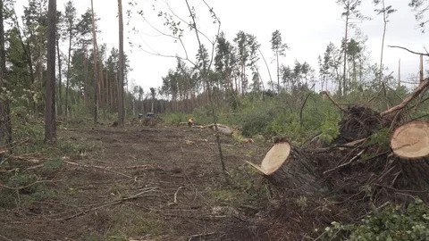 Deforestation, disaster, dying forest Stock Footage 114417023