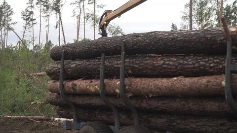 Deforestation, disaster, dying forest Stock Footage 114417040