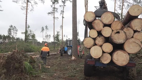 Deforestation, disaster, dying forest Stock Footage 114417050