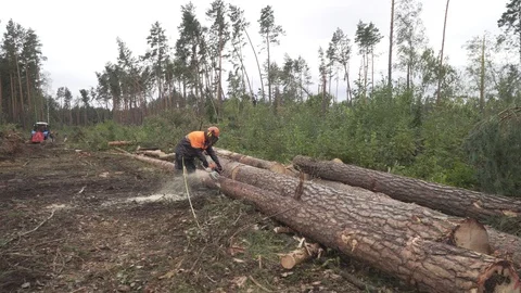 Deforestation, disaster, dying forest Stock Footage 114417070