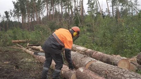 Deforestation, disaster, dying forest Stock Footage 114417099