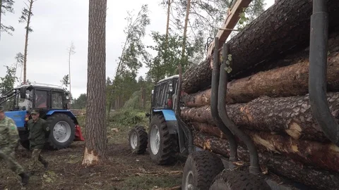 Deforestation, disaster, dying forest Stock Footage 114417101
