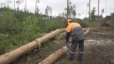 Deforestation, disaster, dying forest Stock Footage 114417113