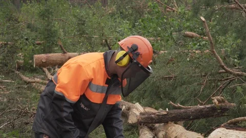 Deforestation, disaster, dying forest Stock Footage 114417133