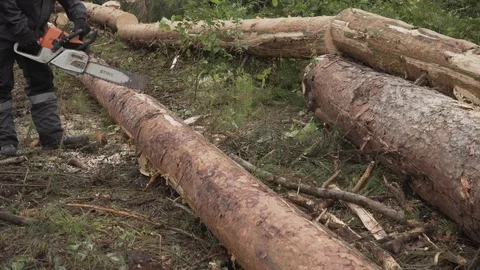 Deforestation, disaster, dying forest Stock Footage 114417134