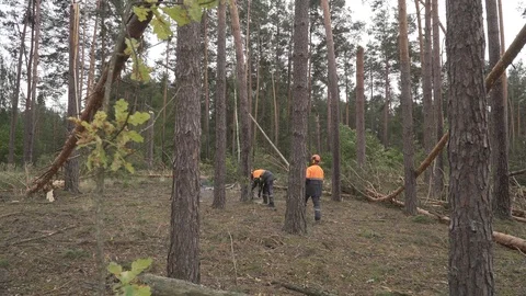 Deforestation, disaster, dying forest Stock Footage 114417215