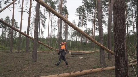 Deforestation, disaster, dying forest Stock Footage 114417255