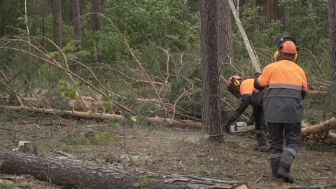 Deforestation, disaster, dying forest Stock Footage 114417294