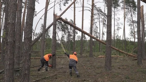 Deforestation, disaster, dying forest Stock Footage 114417408