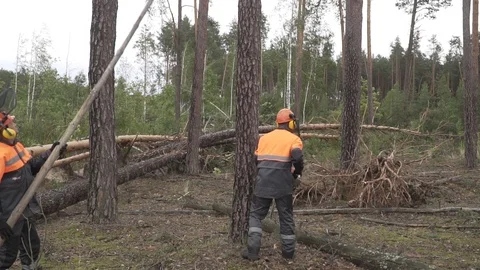 Deforestation, disaster, dying forest Stock Footage 114417414