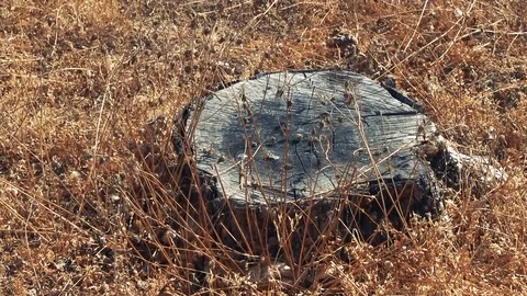 deforestation dried cut tree trunk remai... | Stock Video | Pond5