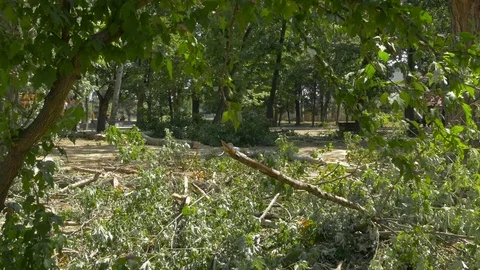 Deforestation of dry park trees, view through the branches, dolly shot. Stock Footage