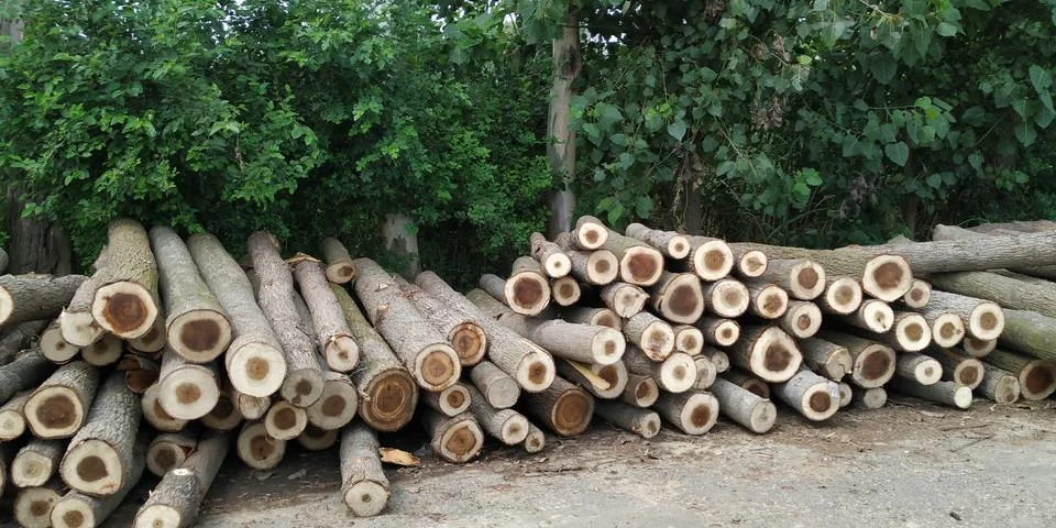 Deforestation on earth Stockfoto's