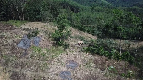 Deforestation with elephant Stock Footage 82048573