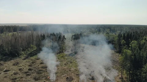 Deforestation, environmental damage. Smoke in the forest, burning wood Stock Footage 119375830