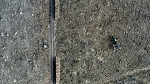 Deforestation, environmental destruction, aerial view, Poland Stock Footage 106978177