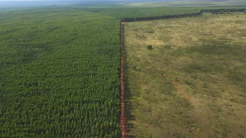 Deforestation Environmental Problem. Aerial View of Forest Cleared for Video stock 197320417
