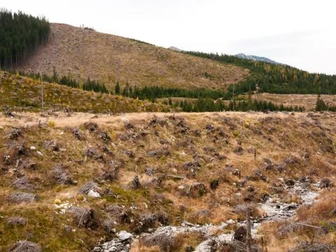 Deforestation environmental problem Stock Photos