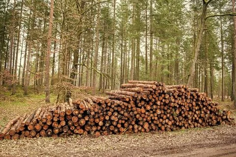 Deforestation environmental problem. Stack of cut wood. Agriculture and forestry Stock Photos