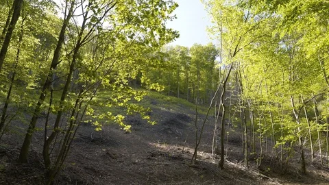 Deforestation in European forest. Vidéo 129196877