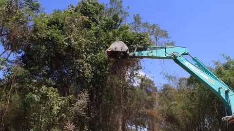 Deforestation. Excavator clearing rainforest Stock Footage 123615422