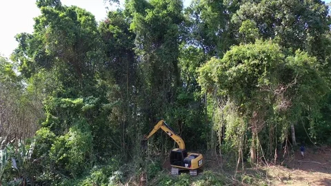 Deforestation. Excavator clearing rainforest Stock Footage 123648989