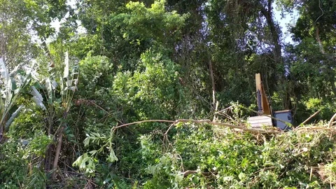 Deforestation. Excavator clearing rainforest Stock Footage 124633936
