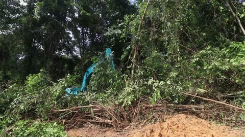 Deforestation. Excavator clearing rainforest Stock Footage 131069656